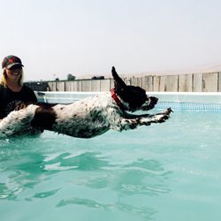 Pomona Pet Services - Smokey making good use out of the big pool!