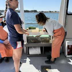 Lucky Catch Cruises - Getting a lobster out of the tank