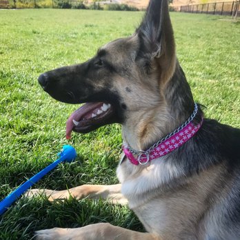 Cayetano Dog Park - Dog Parks Near Me - Livermore, California