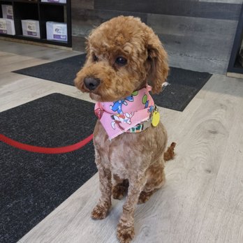 Pawllywood Pet Grooming - Pet Groomers Near Me - Markham, Ontario
