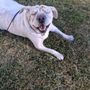 Photo of Camp Bow Wow