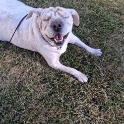 Camp Bow Wow - My dog chichi