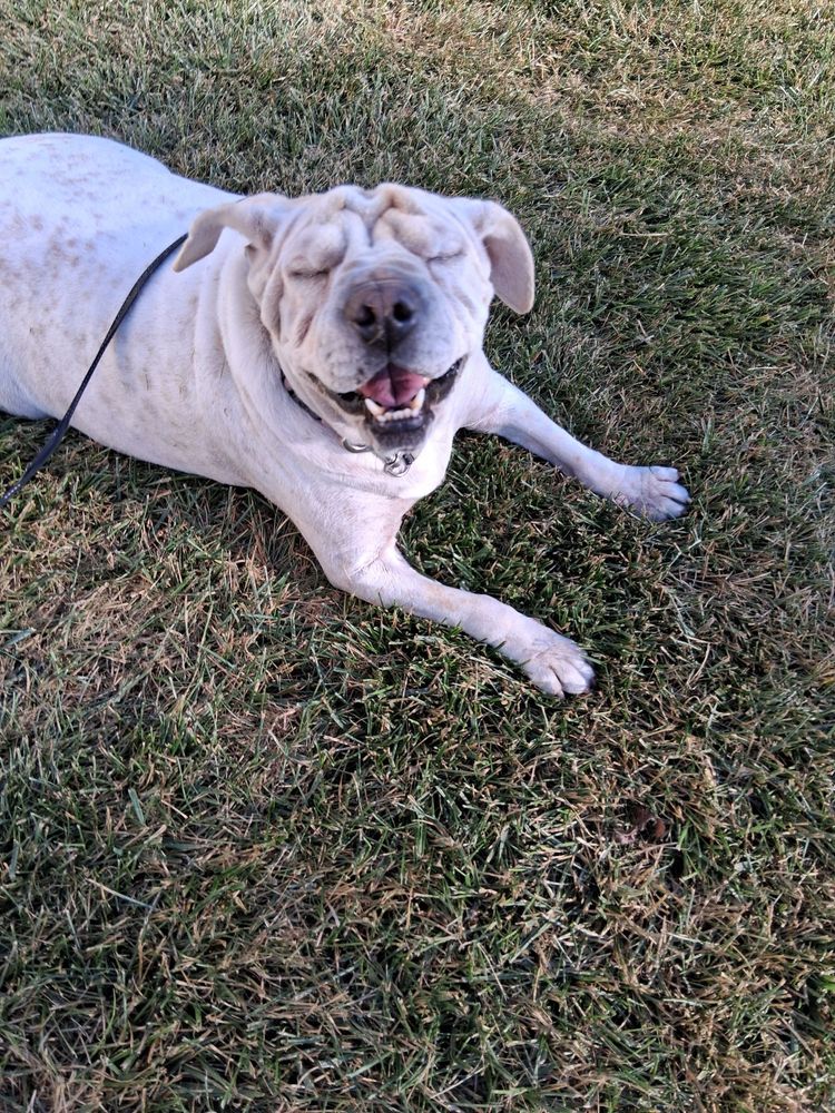 Camp Bow Wow - pet boarding facility in West Des Moines, IA