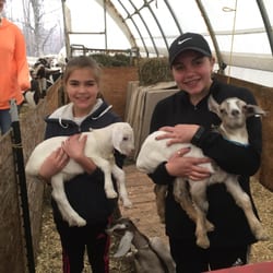 Cornucopia Concept Caterers - Baby goats just born ,Edgwick farms in Cornwall.