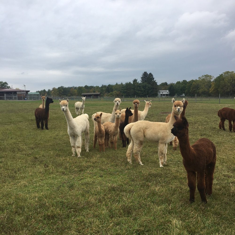 Cabin View Alpacas - Attraction Farms Near Me - Trumansburg, New York