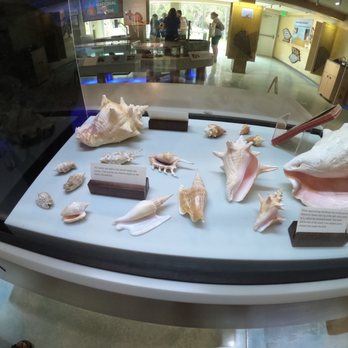 The Bailey-Matthews Shell Museum - Shells - Museums Near Me - Sanibel, Florida