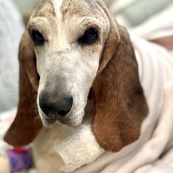 Ascension Parish Animal Hospital - Chloe