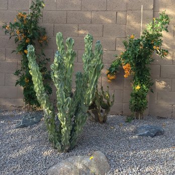 Mazier Cesar Landscaping - cacti and other plants - Landscaping Near Me - Tempe, Arizona
