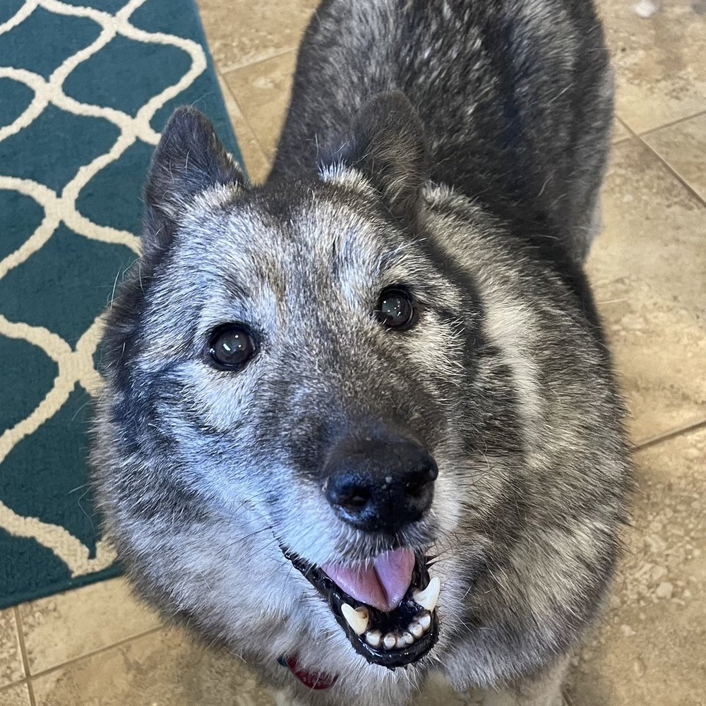 Loving Hands Veterinary Services - Charlie - Veterinarians Near Me Loving Hands Veterinary Services - Charlie - Veterinarians Near Me