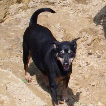 Confident K9s - Pet Training Near Me Confident K9s - Pet Training Near Me