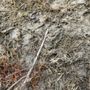 Photo of Lake Norman Hardscapes