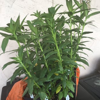 Tom's Thumb by Cornelius Nursery - Milkweed jackpot! - Nurseries & Gardening Near Me - Galveston, Texas Tom's Thumb by Cornelius Nursery - Milkweed jackpot! - Nurseries & Gardening Near Me - Galveston, Texas