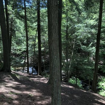 Salt Springs State Park - This was yummy. - Parks Near Me - Montrose, Pennsylvania Salt Springs State Park - This was yummy. - Parks Near Me - Montrose, Pennsylvania