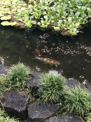 Orchid Tree Bed & Breakfast by null