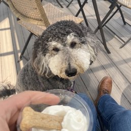 Pup cup with a treat :) Pup cup with a treat :)