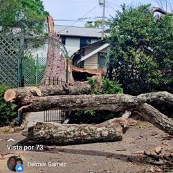 Marsam Tree Service - Removing a fallen history tree in Asheville