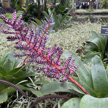 Garfield Park Conservatory - Parks Near Me - Chicago, Illinois