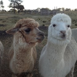 Australian Alpaca Barn - The Australian Alpaca Barns own alpacas, located in the Hunter Valley.
