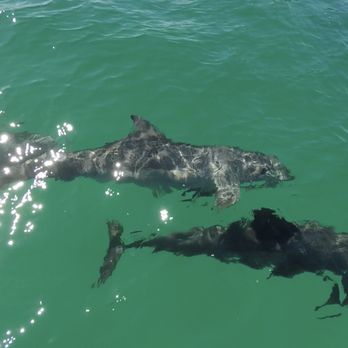 Adventures in Baja - Scuba Diving Near Me - Cabo San Lucas, BCS