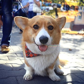 Four Paws Pet Care - Dog Walkers Near Me Four Paws Pet Care - Dog Walkers Near Me
