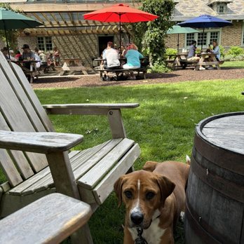 Brewery Ardennes - The only reason I was sad looking in this photo is because I wasn't allowed any of the fries my people had. - Breweries Near Me - Geneva, New York Brewery Ardennes - The only reason I was sad looking in this photo is because I wasn't allowed any of the fries my people had. - Breweries Near Me - Geneva, New York