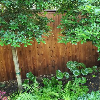 Great Dane Fence Staining - Fences & Gates Near Me - Austin, Texas