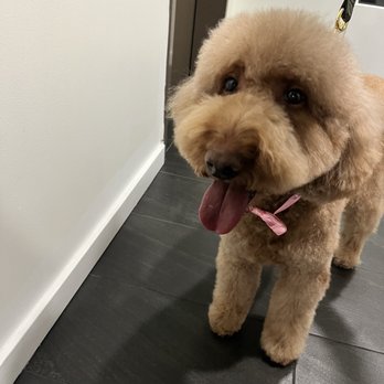 Bubble Pup Salon - Pet Groomers Near Me - Los Angeles, California Bubble Pup Salon - Pet Groomers Near Me - Los Angeles, California