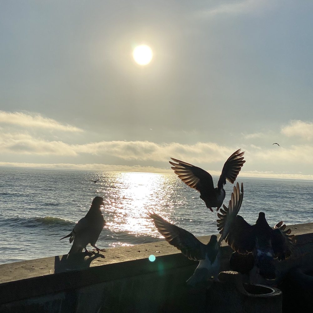 Pacifica Pier - 11.20.21 a pigeon's navigational skills make pigeons great long-distance messengers - Beaches Near Me - Pacifica, California Pacifica Pier - 11.20.21 a pigeon's navigational skills make pigeons great long-distance messengers - Beaches Near Me - Pacifica, California