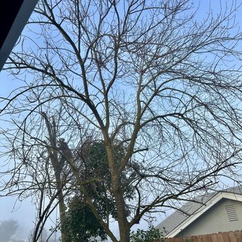 Golden Roots Tree Care - Pear tree removal and request for pistache trim - Tree Services Near Me - Sacramento, California Golden Roots Tree Care - Pear tree removal and request for pistache trim - Tree Services Near Me - Sacramento, California