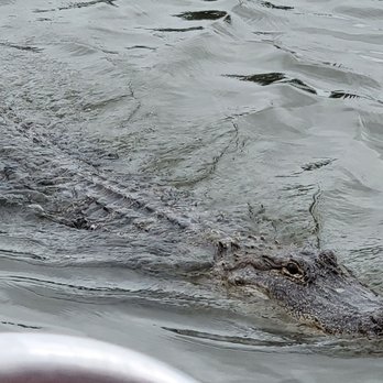 Airboat Adventures - Chomp! - Boat Tours Near Me - Lafitte, Louisiana Airboat Adventures - Chomp! - Boat Tours Near Me - Lafitte, Louisiana