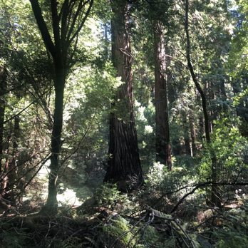 American VIP Wine Tours - Redwoods Muir wood - Limos Near Me - Napa, California