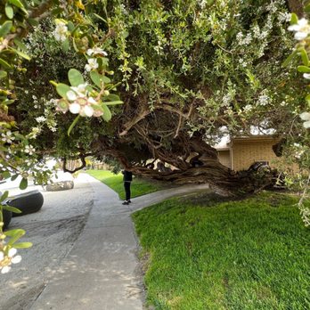 Bahia Resort Hotel - Huge flowering trees - San Diego, CA
