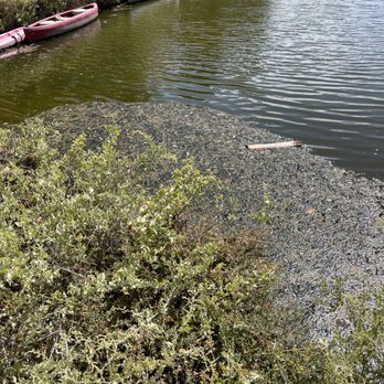 Venice Canals - Gross detritus in water - Landmarks & Historical Buildings Near Me - Venice, California Venice Canals - Gross detritus in water - Landmarks & Historical Buildings Near Me - Venice, California