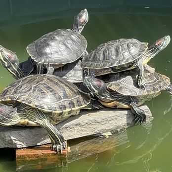 Carson Animal Care Center - All my adopted babies! The big on in the front is from Downey and the other 4 from Carson - Animal Shelters Near Me - Gardena, California