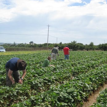 Gizdich Ranch - Picking strawberries - Bakeries Near Me - Watsonville, California Gizdich Ranch - Picking strawberries - Bakeries Near Me - Watsonville, California