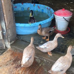 Lucky Penny Alpacas - Please have your pool memberships out before entering.