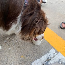 Heyn's Ice Cream - Pup cup