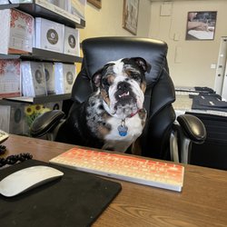 Naples Mattress - No one knows great sleep like Petunia!