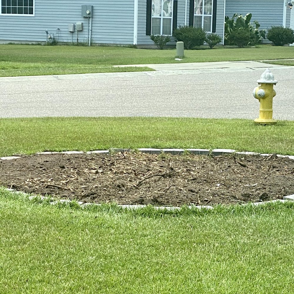 Coastal Stump Grinding - After - Tree Services Near Me - Summerville, South Carolina Coastal Stump Grinding - After - Tree Services Near Me - Summerville, South Carolina