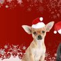Photo of Mellisa's Pet Depot