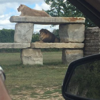 African Lion Safari - Hey look, lions!!! - Zoos Near Me - Cambridge, Ontario African Lion Safari - Hey look, lions!!! - Zoos Near Me - Cambridge, Ontario