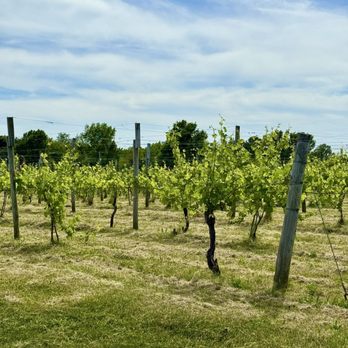 Filkins Vineyards  - Wineries Near Me - Coloma, Michigan
