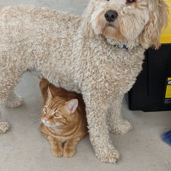 7F Dog Trainer - don't understand why you don't like my dog