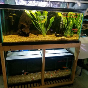 Causeway Pets - Healthy plants huge - Aquarium Services Near Me - Metairie, Louisiana Causeway Pets - Healthy plants huge - Aquarium Services Near Me - Metairie, Louisiana