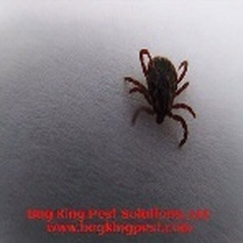 Bug King Pest Solutions - Tick - Pest Control Near Me Bug King Pest Solutions - Tick - Pest Control Near Me