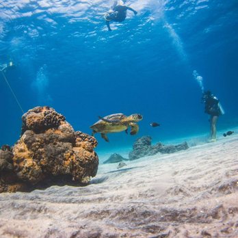 Trilogy Excursions - Snorkeling Near Me - Lahaina, Hawaii Trilogy Excursions - Snorkeling Near Me - Lahaina, Hawaii