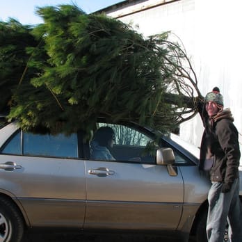 Nature's Best Christmas Trees - A fresh cut white pine secured for the trip back to Chicago. - Christmas Trees Near Me - Poplar Grove, Illinois Nature's Best Christmas Trees - A fresh cut white pine secured for the trip back to Chicago. - Christmas Trees Near Me - Poplar Grove, Illinois
