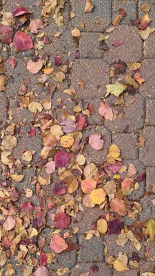 Metropolitan State University of Denver by null