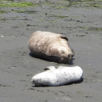 Monterey Bay Eco Tours - Boat Tours Near Me - Moss Landing, California Monterey Bay Eco Tours - Boat Tours Near Me - Moss Landing, California