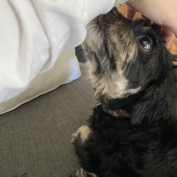 4 Paws & Claws Pet Grooming - Scraggly - Pet Groomers Near Me 4 Paws & Claws Pet Grooming - Scraggly - Pet Groomers Near Me